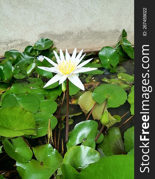 Morning bloom Sri Lankan manel flower