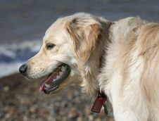Labrador Dog Royalty Free Stock Photography