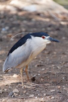 Black-crowned Night Heron Stock Photography