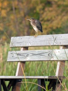 Green Heron Stock Image Green Heron Stock Image