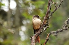 Siberian Jay Royalty Free Stock Photo Siberian Jay Royalty Free Stock Photo