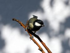 Free Great Tit Stock Image - 26756691