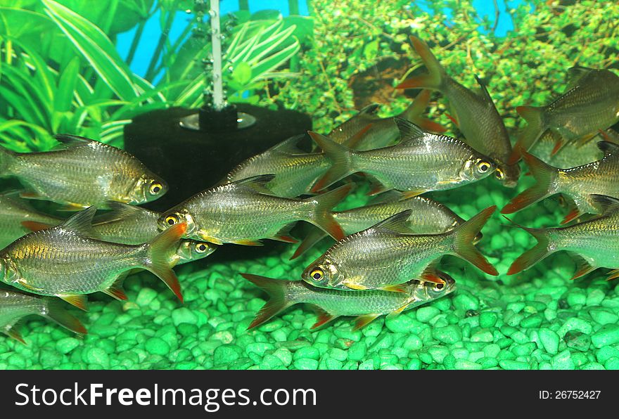 Group of tropical fishes in an aquarium