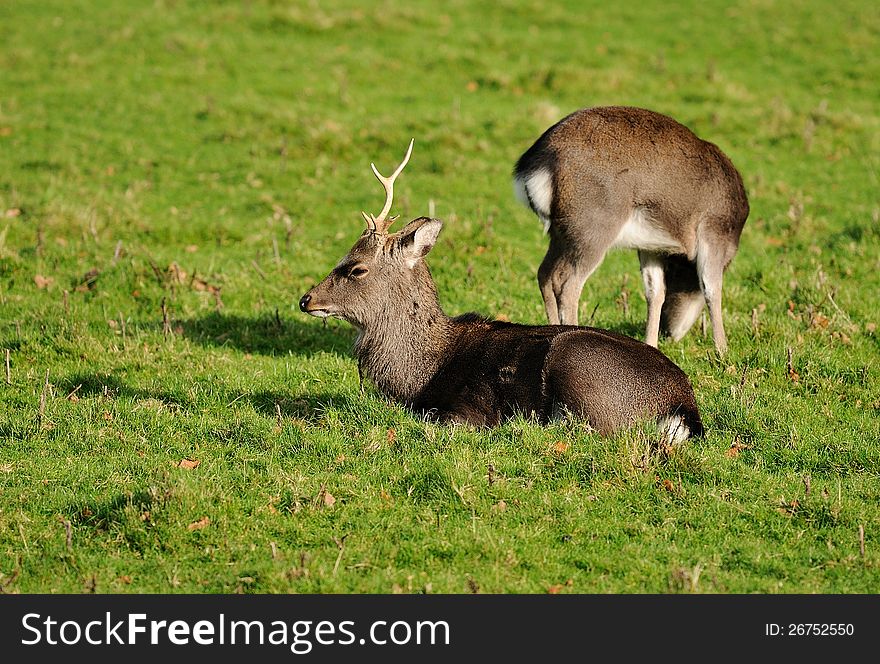 Two deer lying on the green grass, enjoying the sun