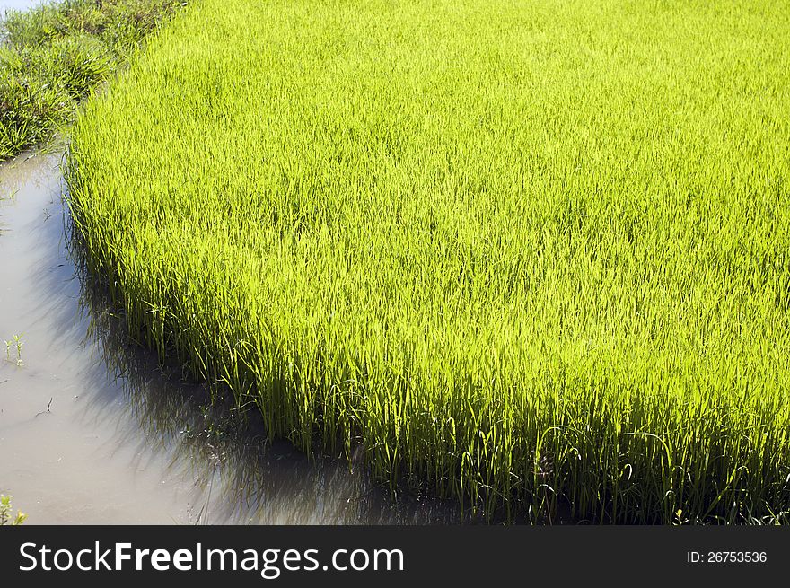A part of young rice field. A part of young rice field