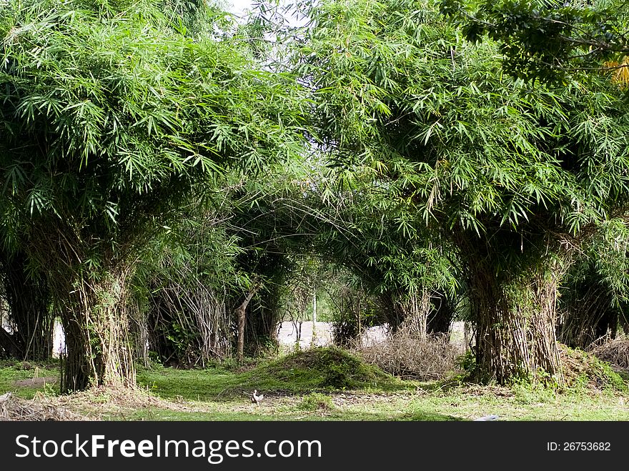 A curve-like bamboo grove