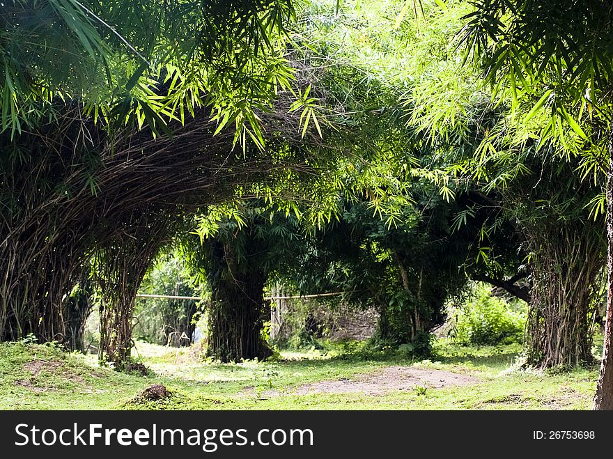 A curve-like bamboo grove