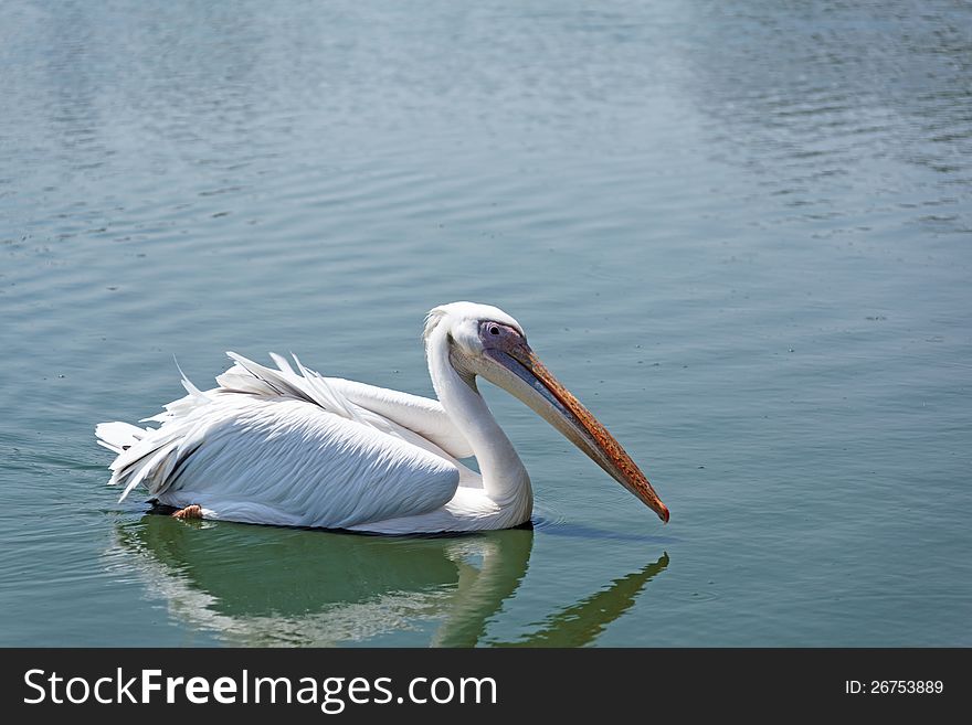 White Pelican in wild life summer