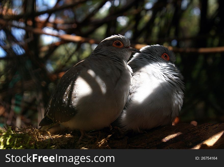 Couple Of Birds.