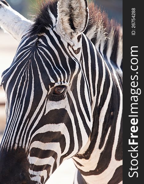 Portrait  Zebra in wild life summer