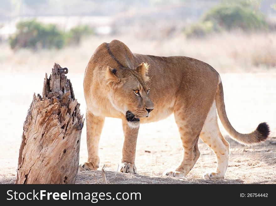 Predatory lioness in the wild summer day