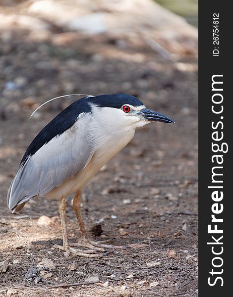 Black-crowned Night Heron in wild life