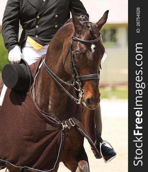 Dressage horse and rider .