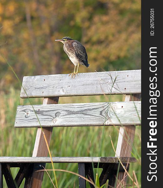 Juvenile green heron perching on a bench.  Autumn in Wisconsin