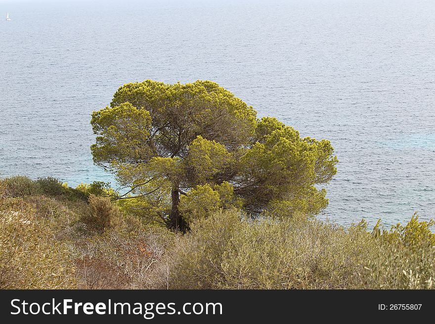 Landscape on the island of Mallorca, Spain