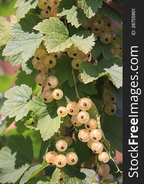 White currant berries on the branch, close-up. White currant berries on the branch, close-up