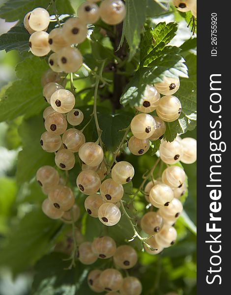 White currant berries on the branch, close-up. White currant berries on the branch, close-up