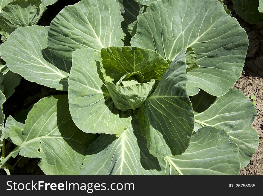 Growing head of cabbage closeup. Growing head of cabbage closeup