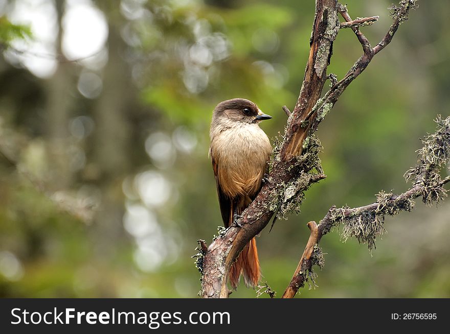 Siberian Jay sitting on an old tree branch