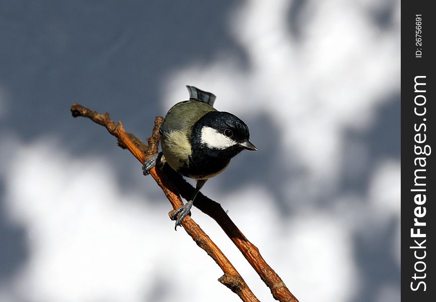 Close up of a Great Tit