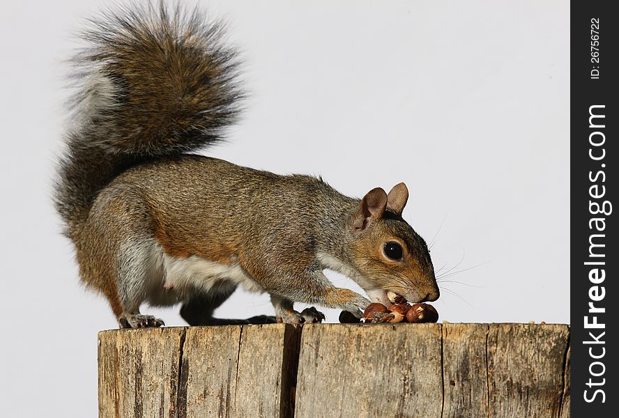 Portrait of a Grey Squirrel eating hazelnuts on a log