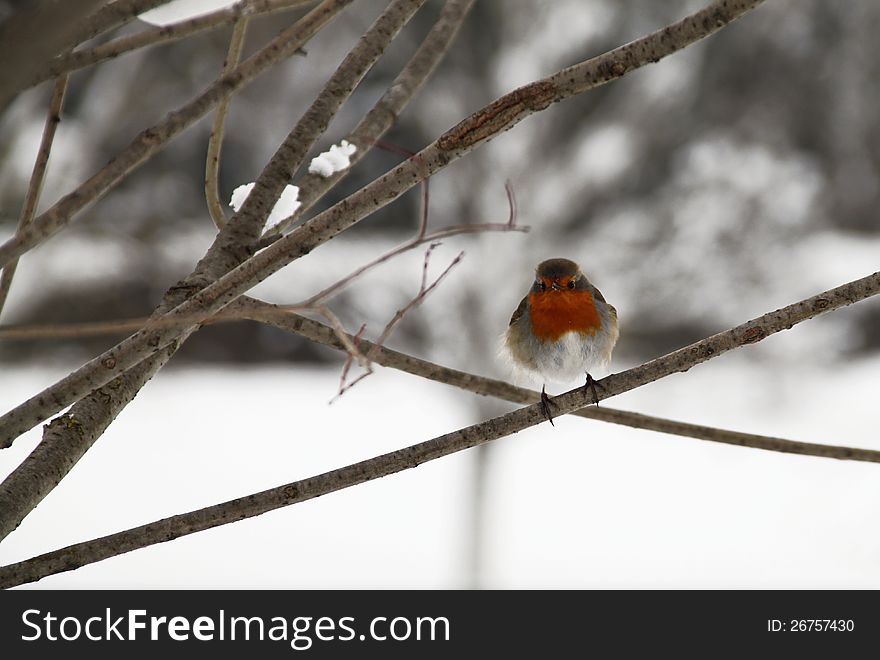 Robin redbreast perched on a snow covered tree branch