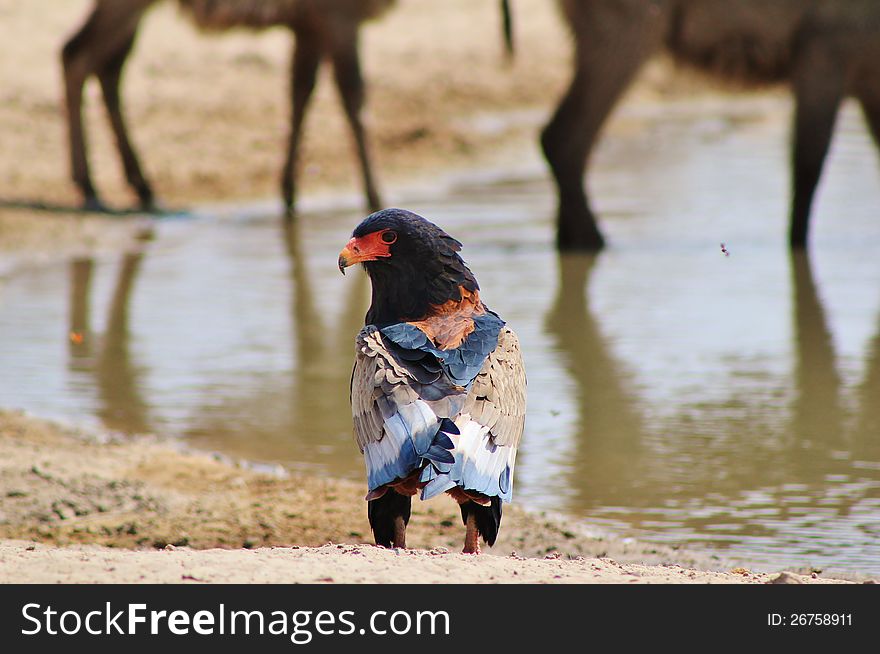 An adult Bateleur Eagle at a watering hole in Namibia, Africa. An adult Bateleur Eagle at a watering hole in Namibia, Africa.