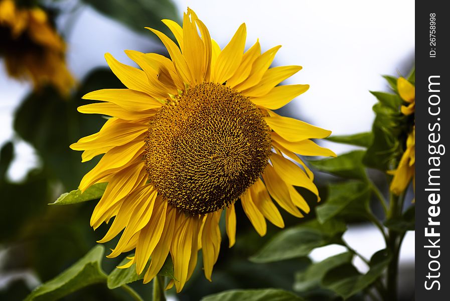 A very large sunflower. A very large sunflower.