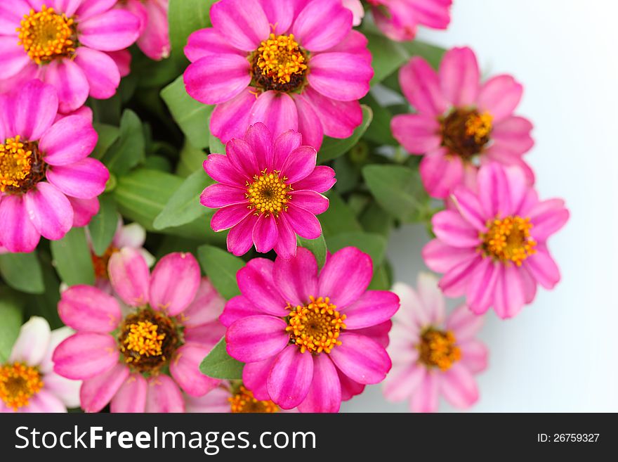 Bouquet of pink zinnia flowers on a white background.