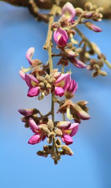 Flowers, Apple-Leaf - African Wild Flowers Stock Photos Flowers, Apple-Leaf - African Wild Flowers Stock Photos
