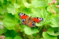 Peacock Butterfly On Green Pelargonium Leaves Royalty Free Stock Images