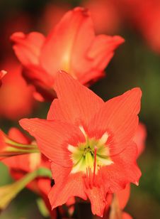 Flowers - Amarilla, Red And Gold Flame Royalty Free Stock Image Flowers - Amarilla, Red And Gold Flame Royalty Free Stock Image