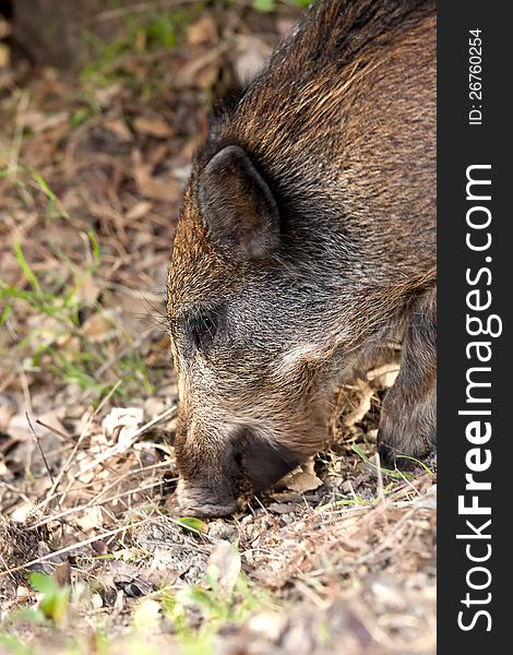 Young wild boar eat acorns under the oaks