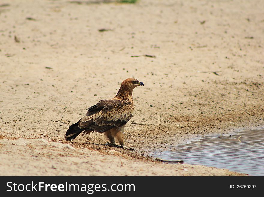 An adult Tawny Eagle at a watering hole in Namibia, Africa. An adult Tawny Eagle at a watering hole in Namibia, Africa.