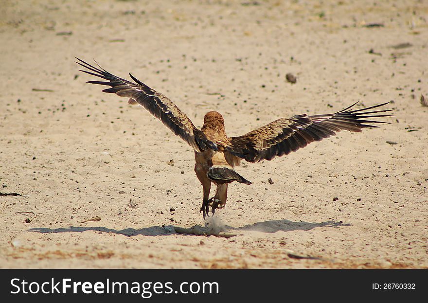 An adult Tawny Eagle taking off from a watering hole in Namibia, Africa. An adult Tawny Eagle taking off from a watering hole in Namibia, Africa.