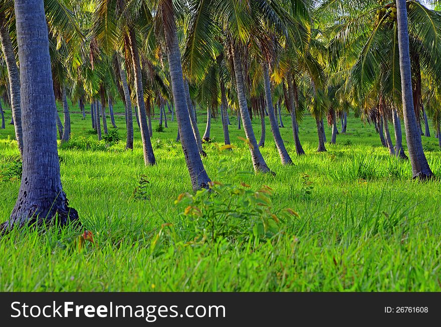 Coconut palm plantation - Salinopolis - Brazil. Coconut palm plantation - Salinopolis - Brazil