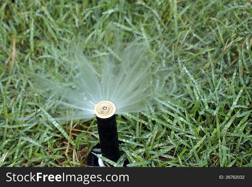 Working sprinkler in green grasses.