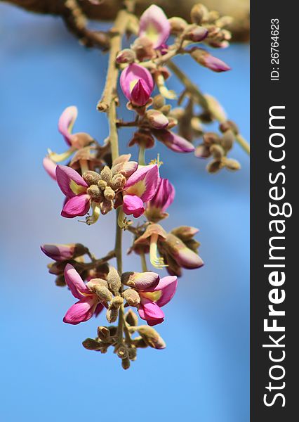 A cluster of wild Apple-leaf flowers in bloom during African Spring.  Photo taken in Namibia. A cluster of wild Apple-leaf flowers in bloom during African Spring.  Photo taken in Namibia.