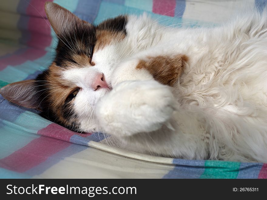 Almost asleep fluffy cat posing funny in bed. Almost asleep fluffy cat posing funny in bed