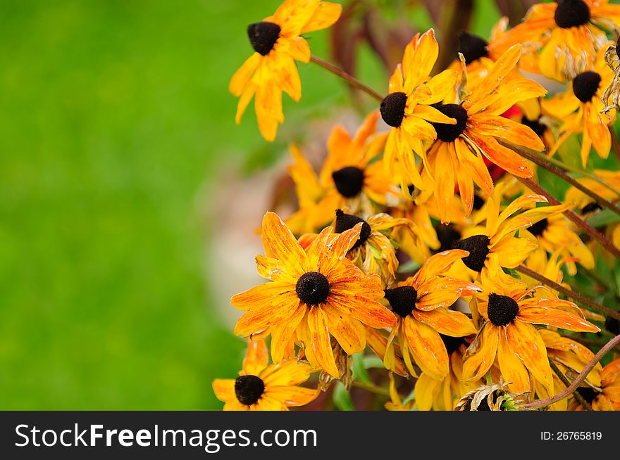 Fading coneflowers in the autumn garden with copy space â€“ horizontal orientation. Fading coneflowers in the autumn garden with copy space â€“ horizontal orientation