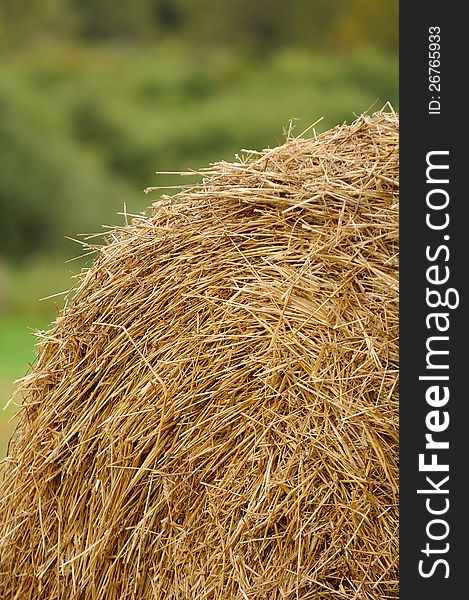 A stack of wheat straw in the field. A stack of wheat straw in the field