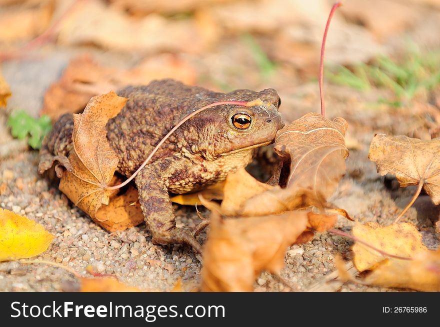 A common (European) toad sitting on the ground with dry maple leaves. A common (European) toad sitting on the ground with dry maple leaves