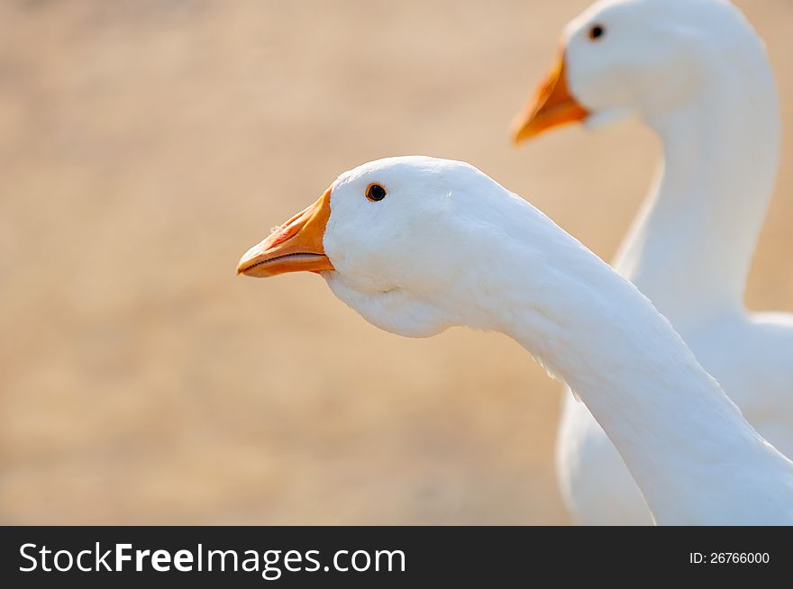 A close-up of two white domestic geese with copy space. A close-up of two white domestic geese with copy space