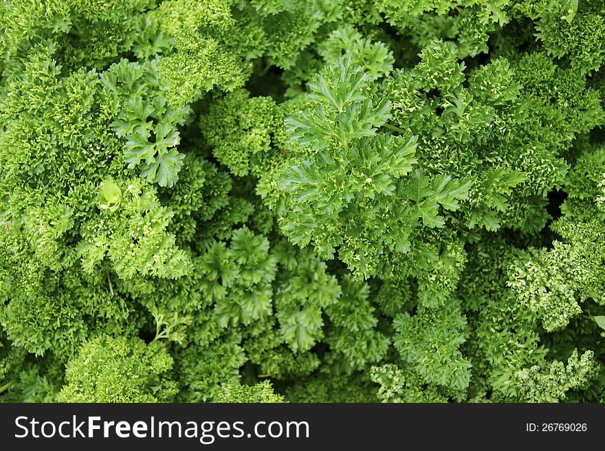 Verdure,salad