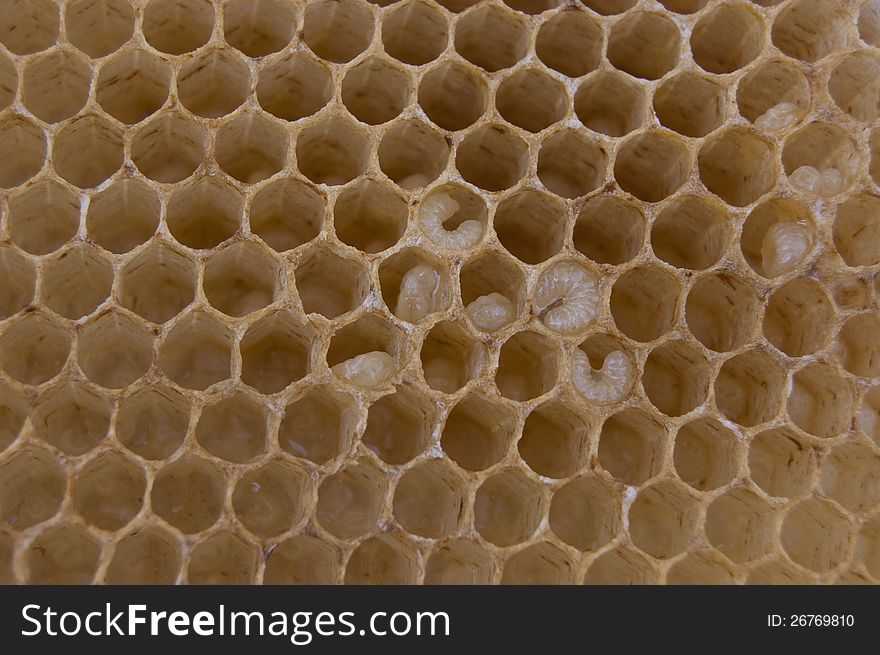 Larva on a honey-wax comb. Larva on a honey-wax comb