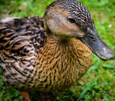 Close Up Of A Mallard Duck Stock Photography
