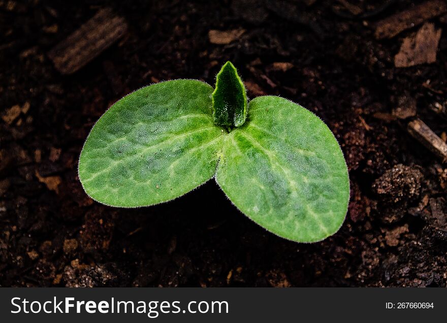 Macro of a small pumpkin seedling