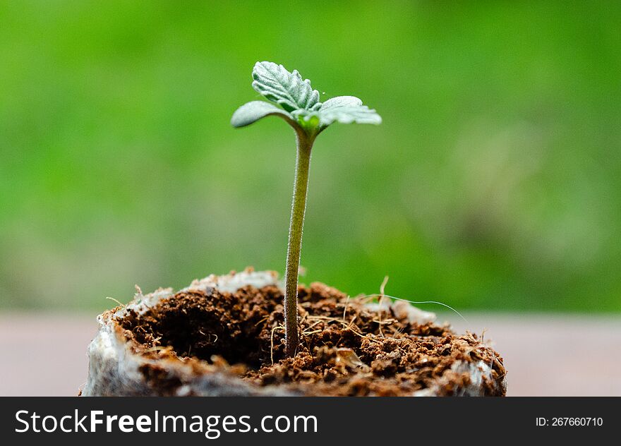 Macro Of A Small Seedling