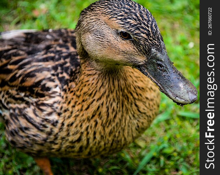 Close up of a Mallard Duck