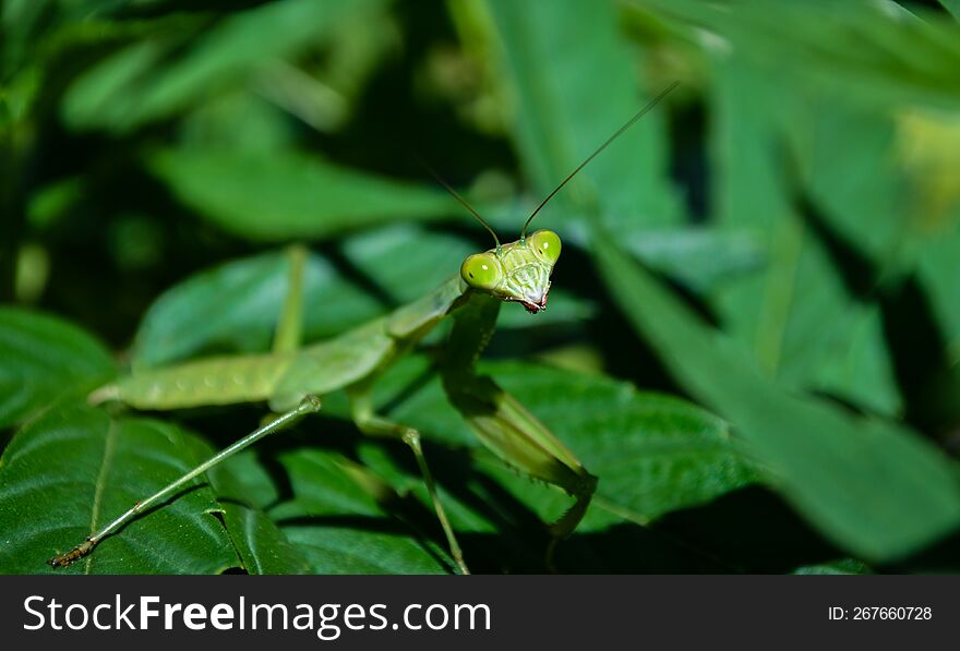 Green Praying Mantis on green plant